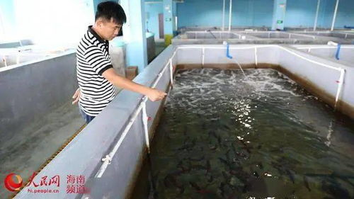 從傳統到現代 文昌水產養殖的轉型之路與飼料銷售新機遇